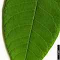 SpeciesSub: var. sinica